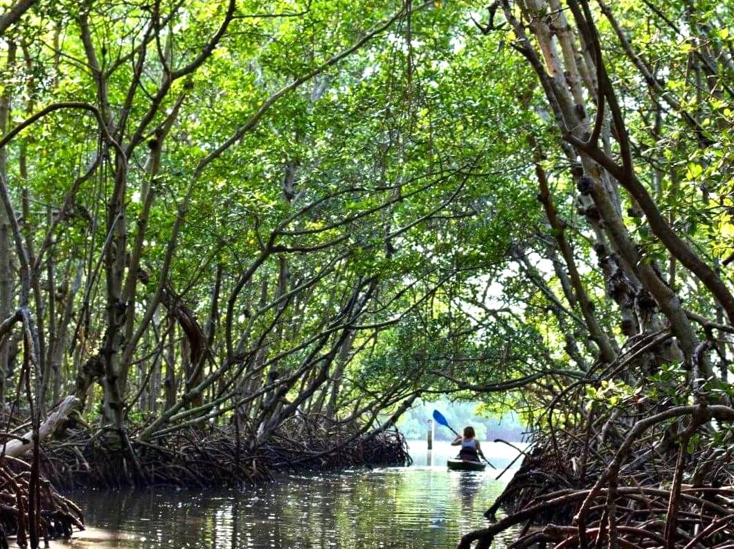 Unraveling the Secrets of Phillip Island's Mangrove Ecosystem